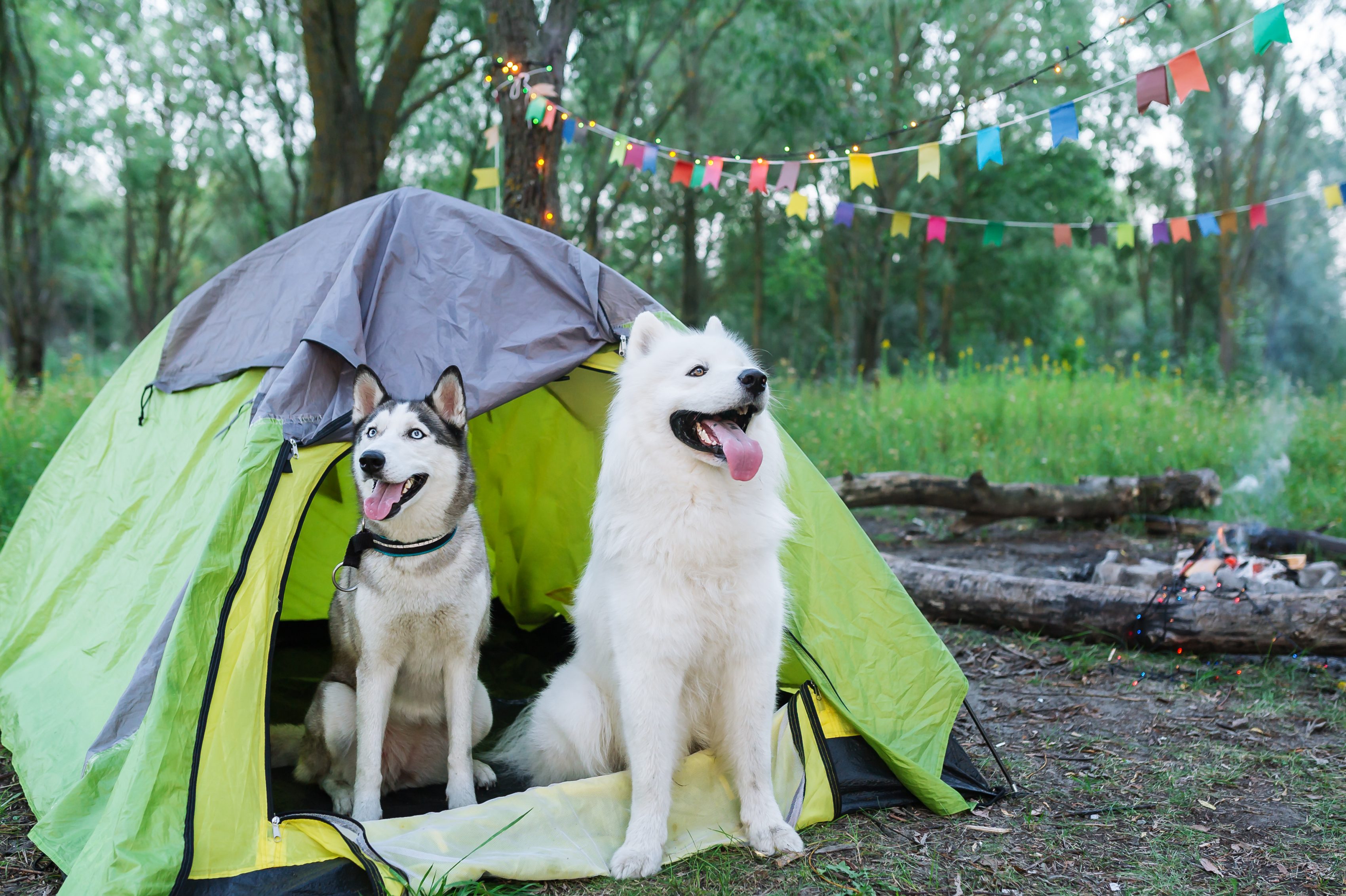 6 Tips Para Disfrutar Con Tu Perro Un Finde De Camping Sin Lamentarlo ...